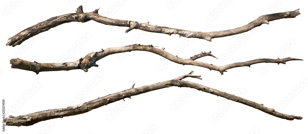 Dry tree branch isolated on white background. Broken branches - obrazy, fototapety, plakaty 