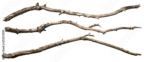 Fotografía Dry tree branch isolated on white background. Broken branches