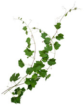 Ivy. Climbing Plant Isolated On White Background. Vine Plant In Summer