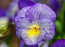 Beautiful Pansy Flowering In The Summer Garden.