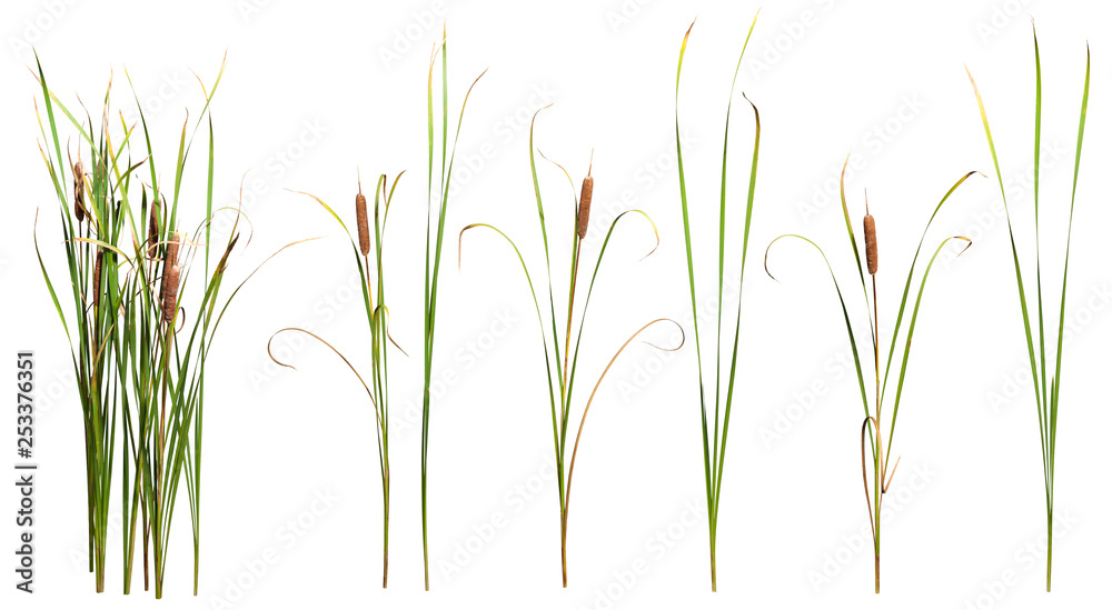 Cattail and reed plant isolated on white background - obrazy, fototapety, plakaty 