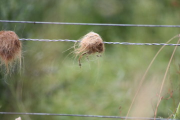 Sheep fur on fence, england, UK