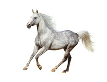 Arabian Horse Over A White Background
