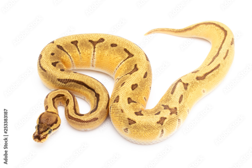 Ball Python Snake Reptile Animal on White Background