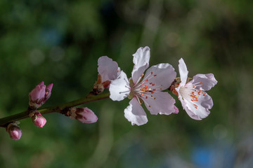 Pink Japanese cherry blossom blooming season under a ending winter blue sky