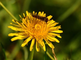 Wall Mural - small insect (wasp-like) feeding on yellow dandelion plant on meadow (macro)