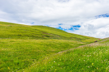 Alpe di Siusi, Seiser Alm with Sassolungo Langkofel Dolomite, a close up of a lush green field