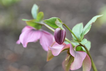 Wall Mural - lenten hellebore flowers