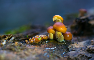 Poster - Small tree mushrooms against the background of foggy forest