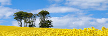 Panoramic View Of Small Clump Of Trees In Field Of Bright Yellow Flowers Of Rapeseed (Brassica Napus) On Sunny Summer Day Under A Blue Sky