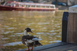 Duck in Amsterdam