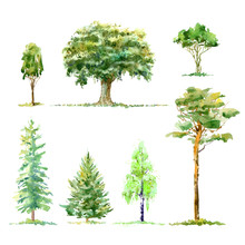 Oak,birch,pine,spruce.Deciduous And Conifers Tree.Watercolor Hand Drawn Illustration.White Background.