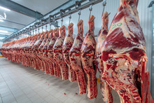 Meat Industry,meats Hanging In The Cold Store. Cattles Cut And Hanged On Hook In A Slaughterhouse. Halal Cutting.