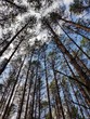Niebo widziane z perspektywy podnóża drzew w lasach nieopodal Puszczy Białowieskiej
