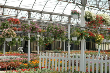 Inside a Greenhouse