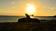 Sunset on the beach wit sea lion	
