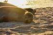 Sunset on the beach wit sea lion	

