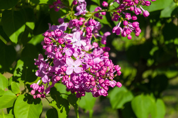 Green branch with spring blossoming ilac flowers