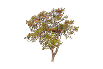 Isolated single colorful tree with clipping path on white background