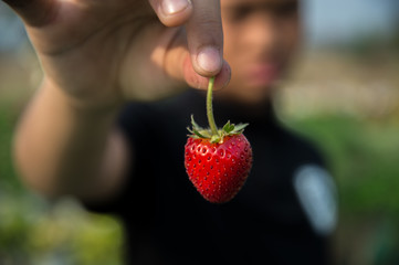 Keeping fresh strawberries from the garden