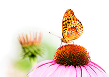 A Spangled Fritillary Orange Butterfly On A Pink Coneflower On A White Background