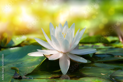 Fotomural Closse up of lotus, water lily flower with soft bokeh and sun light