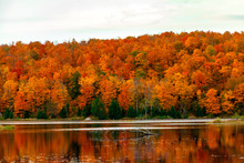Gatineau Park Forest In Fall 