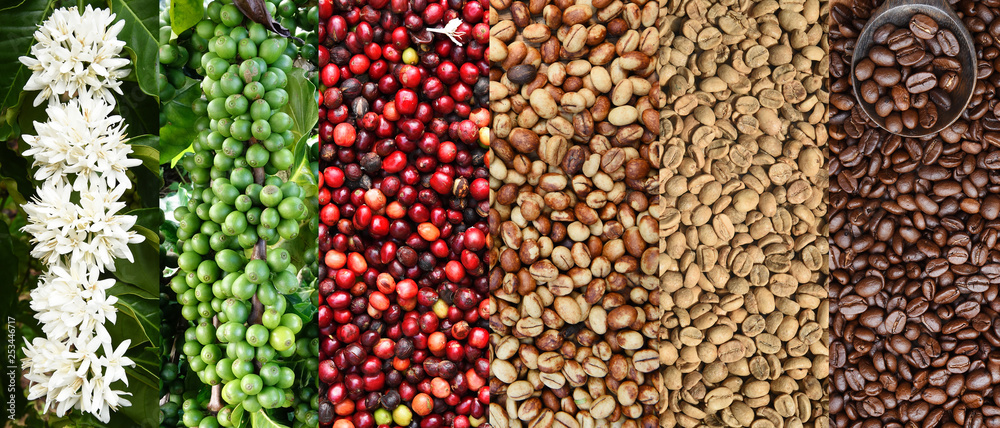 Mix of coffee beans and coffee tree blossom for background - obrazy, fototapety, plakaty 