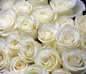 Fotomurales - Fresh white roses bouquet flower background 