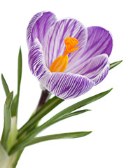 Wall Mural - Violet crocus spring flower