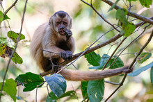 Azaras's Capuchin Or Hooded Capuchin, Sapajus Cay, Simia Apella Or Cebus Apella, Nobres, Mato Grosso, Pantanal, Brazil