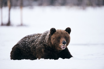 Wall Mural - bear in the snow