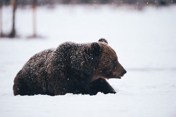 Wall Mural - bear in the snow