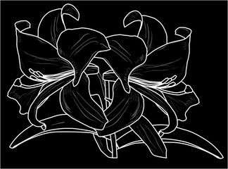 white lily flower with two blooms outline isolated on black