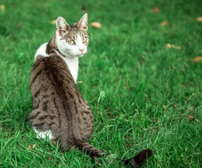 cat on grass