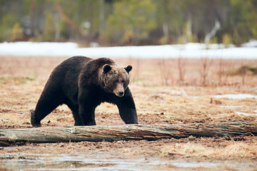 Wall Mural - brown bear in the taiga