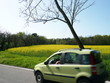 Automobile with a rapeseed field used to produce biodiesel