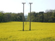 Power line in rapeseed fiel used to produce energy from biodiesel