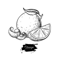 Orange vector drawing. Summer fruit engraved  illustration. Isolated hand drawn