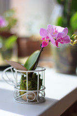 Poster - Phalaenopsis mini - beautuful white and purple orchid.