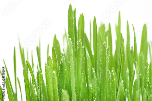 Dekoracja na wymiar  zielona-trawa-z-kroplami-rosy-wyroslymi-z-ziaren-pszenicy-z-korzeniami-na-bialym-tle