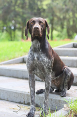 Canvas Print - German Shorthaired Pointer with panting tongue .kurzhaar.