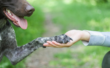 Poster - German Shorthaired Pointer with panting tongue .kurzhaar.