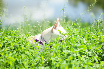 Poster - white chihuahua on the background of green grass in the spring park