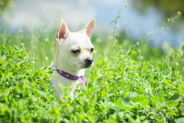 Wall Mural - white chihuahua on the background of green grass in the spring park