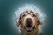 © Alan - Un perro con gafas y peluca