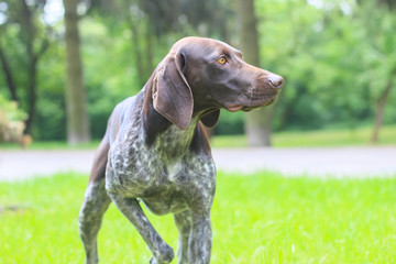 Wall Mural - German Shorthaired Pointer with panting tongue .kurzhaar.