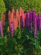 Diferent Lupinus Flowers And Colours In Ushuaia