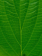 © freeject.net - texture of green leaf, leaf pattern for background and wallpaper