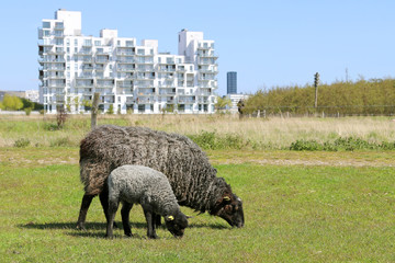 Wall Mural - Karakul sheep on field. The outskirts of the city of Copenhagen, Denmark.